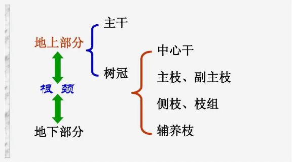 树木的组成示意图 树木的组成示意图