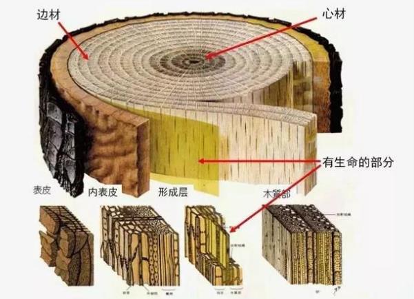 天然木皮树木内部结构图 天然木皮树木内部结构图