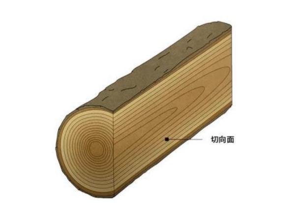 天然木皮横切面